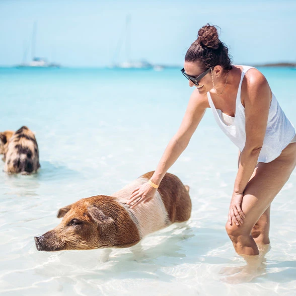 Woman petting pig in the beach